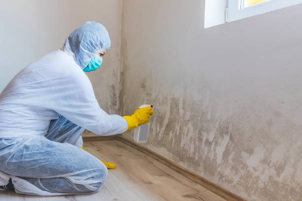 Licensed Mold Inspection service in Dunkirk, NY - WQB Mold Removal
